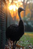 AI generated Emu is standing next to fence with the sun setting in the background. photo