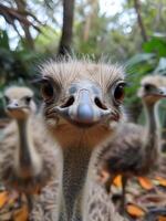 AI generated ostriches in the aviary at ostrich centre photo