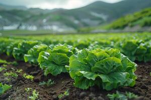 AI generated Fresh organic lettuce growing on farm photo