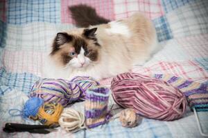 Colored threads, knitting needles and other items for hand knitting and a cute domestic cat Ragdoll photo