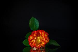 Flowers of beautiful blooming red rose on black background. photo