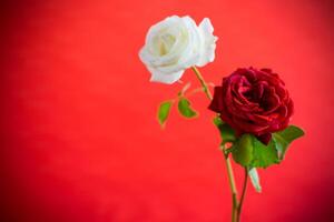 Flowers of a beautiful blooming red and white rose on a red background. photo