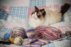 Colored threads, knitting needles and other items for hand knitting and a cute domestic cat Ragdoll photo