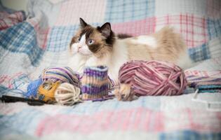 Colored threads, knitting needles and other items for hand knitting and a cute domestic cat Ragdoll photo