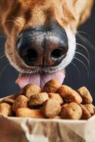 AI generated Dogs nose close up sniffing dry food in a bag of treats. Generative AI photo