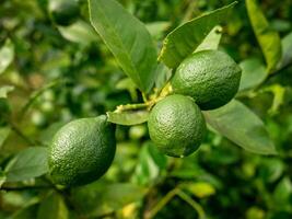 green view of green lime and its leaves photo