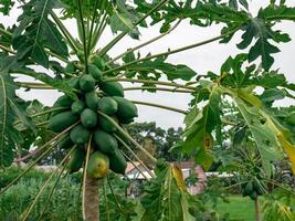 Papaya trees bearing heavy fruit with lush green leaves await the farmer's harvest photo