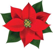 Merry Christmas Red Flower with white Background Vector