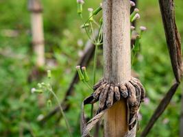 the stem of a sugar cane that produces root tissue photo