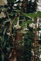 de la naturaleza generosidad un excursionismo viaje mediante verde bosques, imponente árboles, y cierne flora foto