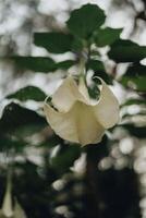 Nature's Bounty A Hiking Journey Through Verdant Forests, Towering Trees, and Blossoming Flora photo