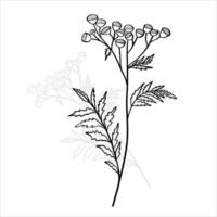 Botanical Black and white Natural Elements vector background