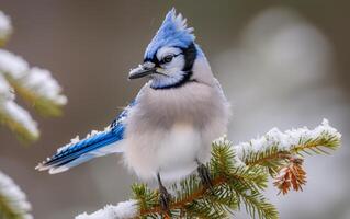 ai generado un azul arrendajo bocanadas arriba sus plumas en un escarchado pino rama foto