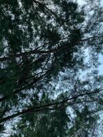 View up to the treetops in a forest photo