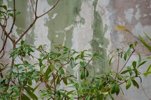 Plants on the background of a wall with peeling paint photo