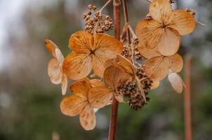 seco hortensia en el jardín en invierno foto