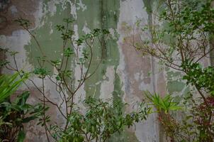 Plants on the background of a wall with peeling paint photo