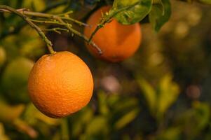 naranjas rama con verde hojas en árbol foto