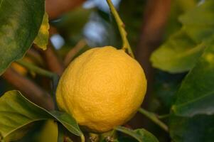 Bunches of fresh yellow ripe lemons on lemon tree branches in garden 6 photo