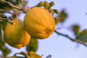 Bunches of fresh yellow ripe lemons on lemon tree branches in garden 4 photo