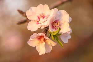 Almond blossom on a farm in Cyprus in spring 4 photo