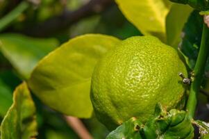 green lemons on tree in garden 3 photo