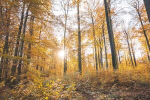 vistoso otoño bosque en el brabante madera nacional parque. color durante octubre y noviembre en el Belga campo. el diversidad de asombroso naturaleza foto