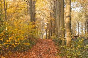 Colourful autumn forest in the Brabantse Wouden National Park. Colour during October and November in the Belgian countryside. The diversity of breathtaking nature photo