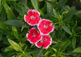 rosado dianthus flores de cerca ver en el jardín foto