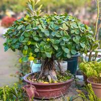 Bonsai tree in a pot photo