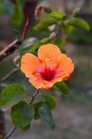 un soltero foto de un rojo hibisco flor en el jardín
