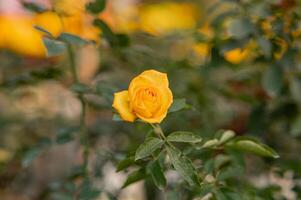 rosa amarilla en el jardín foto