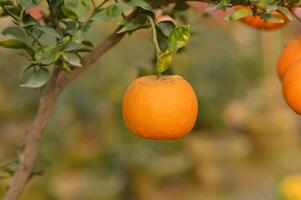 Oranges on tree. photo
