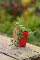 a small plant in a red pot on a wooden table photo