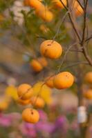 naranjas en árbol. foto