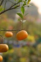 naranjas en arbol foto