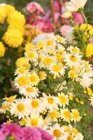 a bunch of yellow and white flowers in a garden photo