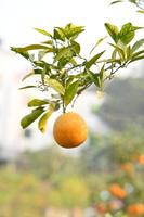 naranjas en árbol. foto