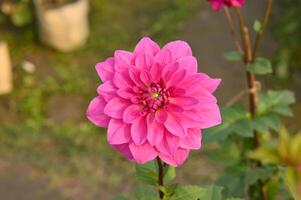 single photo of a pink Dahlia closeup view.