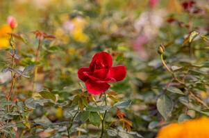 rosa roja en el jardín foto