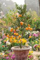 un naranja árbol lleno de naranjas foto