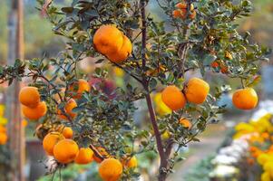 naranjas en árbol. foto