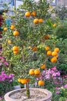 un naranja árbol lleno de naranjas foto