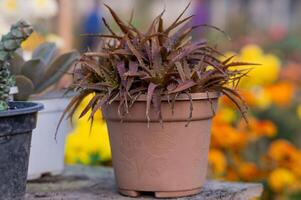 Photo dyckia brevifolia in a pot