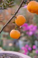 Oranges on tree. photo