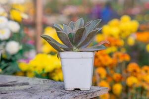 Photo succulent plant on a pot