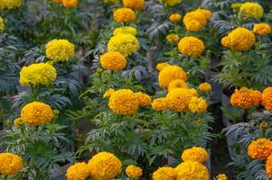 amarillo y naranja maravilla en el jardín foto