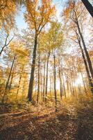 vistoso otoño bosque en el brabante madera nacional parque. color durante octubre y noviembre en el Belga campo. el diversidad de asombroso naturaleza foto