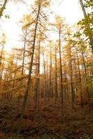 Colourful autumn forest in the Brabantse Wouden National Park. Colour during October and November in the Belgian countryside. The diversity of breathtaking nature photo