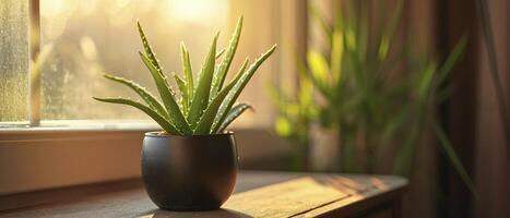 AI generated Green aloe vera in pot on chest of drawers indoors photo